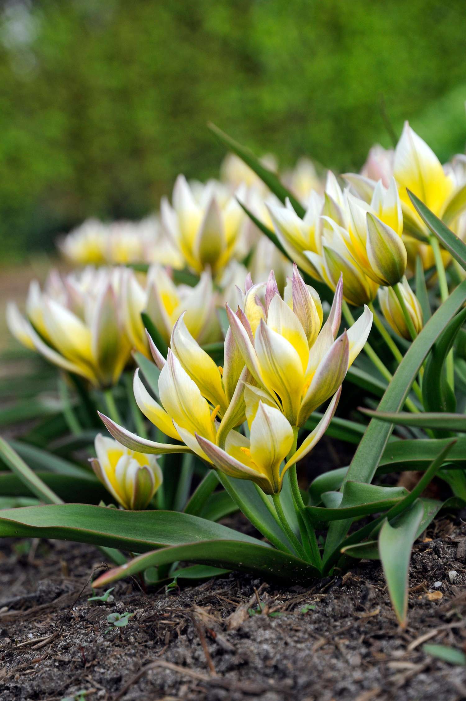 Tulpe 'Turkestanica'